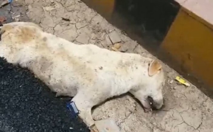 Uyuyan köpek asfaltın altında kaldı