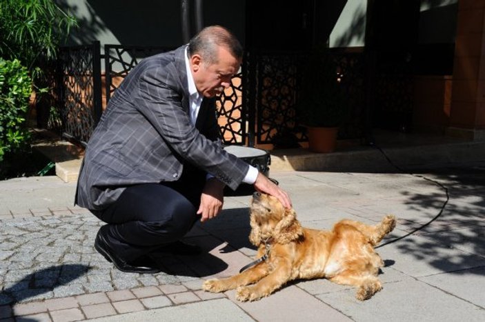 Cumhurbaşkanı Erdoğan'ın hayvan sevgisi