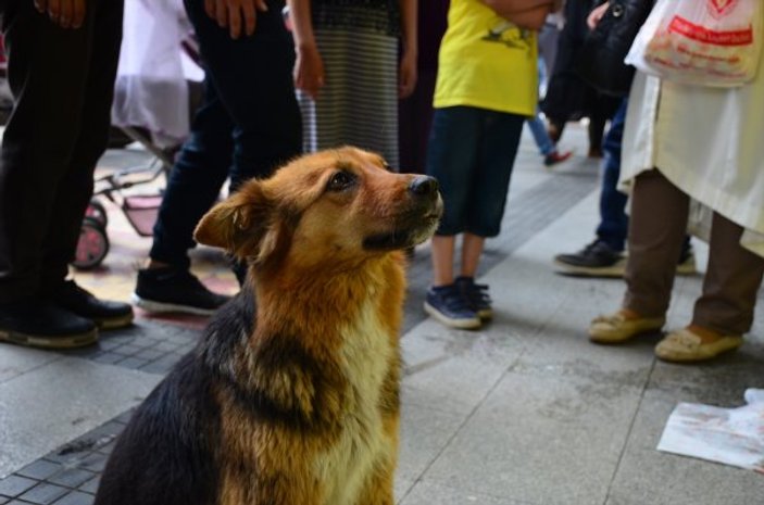 Köpeğe eliyle su içeren polis: Her Türk polisi yapar