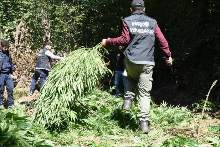 Hevsel Bahçeleri'ne uyuşturucu ektiler