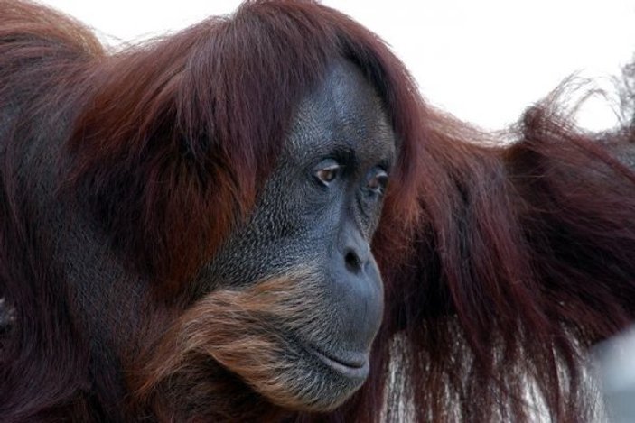 Dünyanın en yaşlı orangutanı öldü