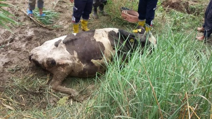 Adana'da çamura saplanan inek kurtarıldı
