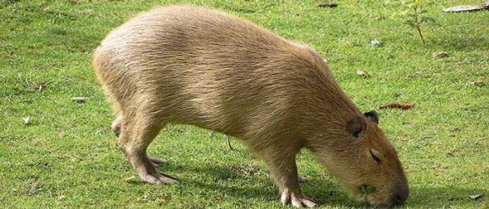Kapibara nedir