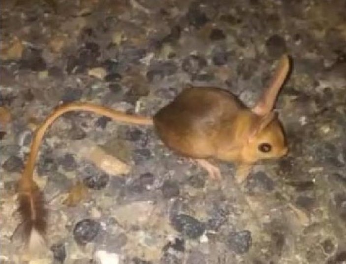 Elazığ'da kanguru faresi görüldü