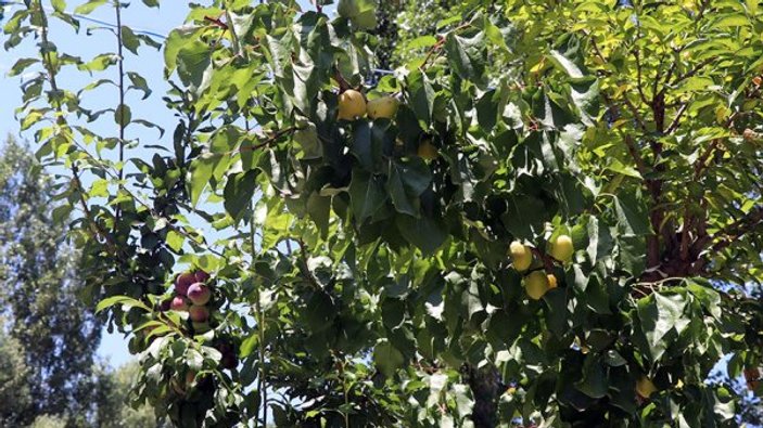 Erik ağacında 10 çeşit meyve yetişti