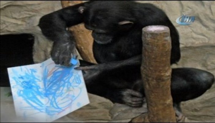Ressam şempanzenin resimleri sergiye açıldı