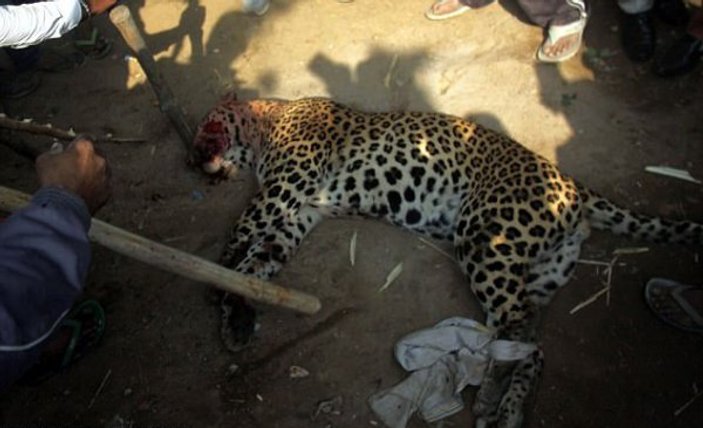 Sri Lanka'da leopar öldürenler gözaltına alındı