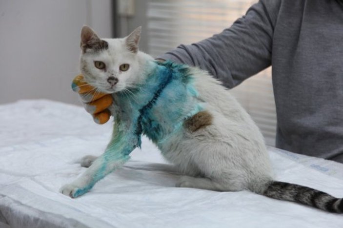 Yaşlı sokak kedisinin tümörü alındı