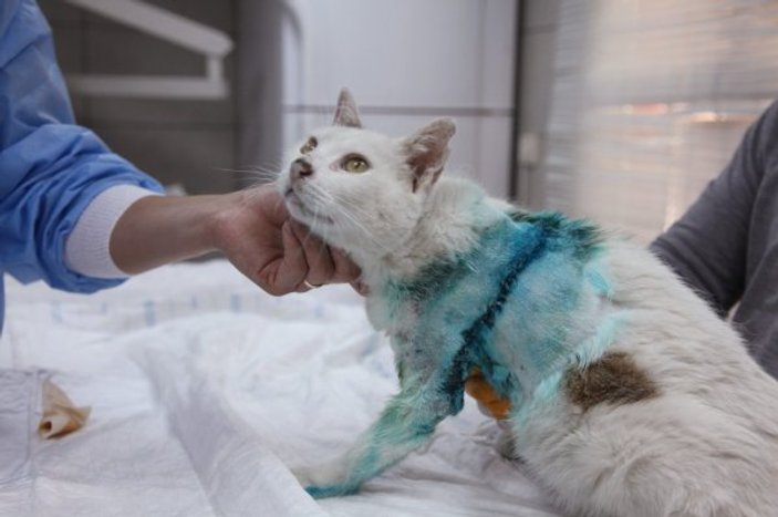 Yaşlı sokak kedisinin tümörü alındı