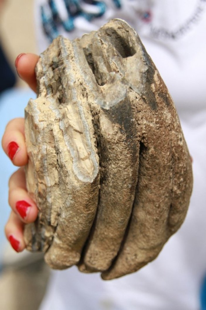 2 milyon yıllık fosiller Şehir Müzesi'nde sergilenecek