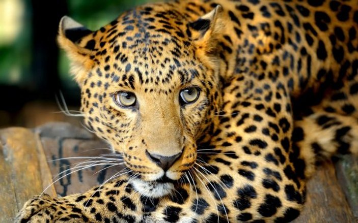 Kaçak avcılar Hindistan'da leopar nesline zarar veriyor