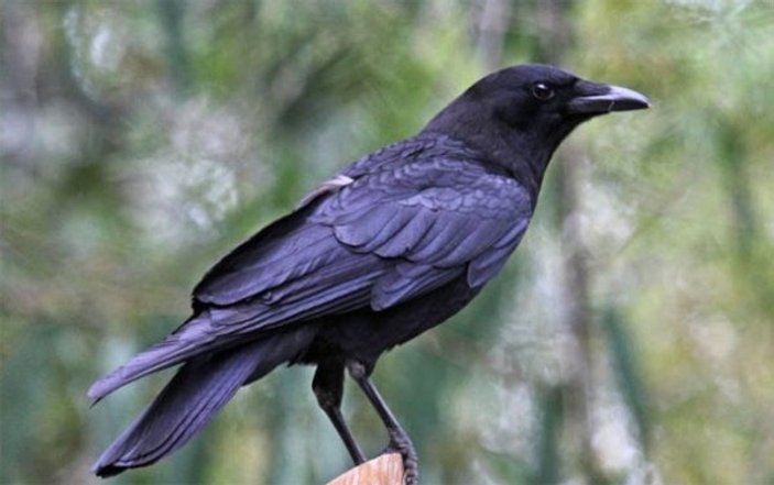 Araştırmalarda en zeki kuş türü kargalar oldu