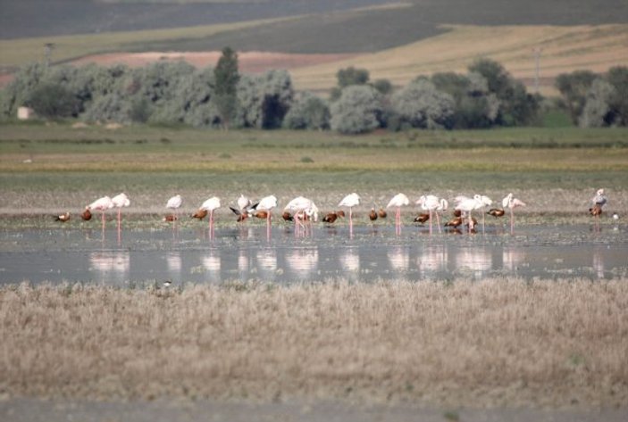 Kırşehir'de flamingoların sabah yürüyüşü