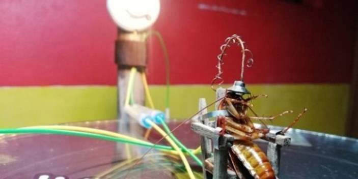 Hamam böceğine elektrik veren heykeltraş tutuklandı