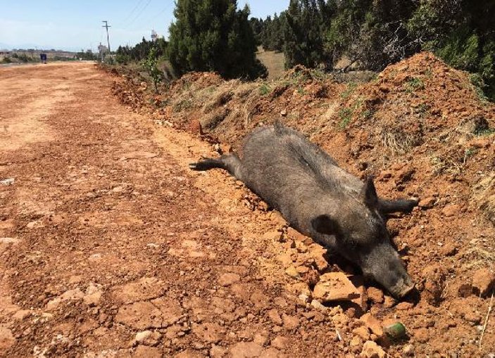 Konya'da yol kenarında 5 domuz ölüsü
