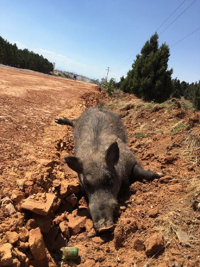 Konya'da yol kenarında 5 domuz ölüsü