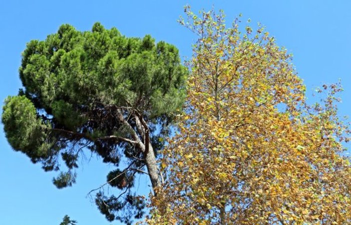 Antalya’da aşırı sıcaklar ağaçları sararttı