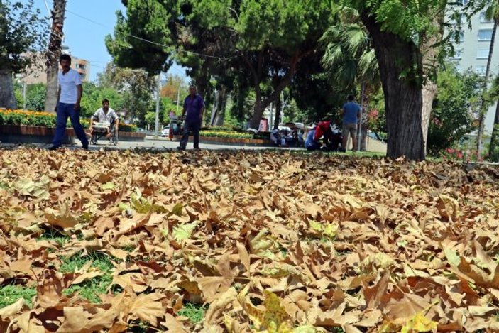 Antalya’da aşırı sıcaklar ağaçları sararttı
