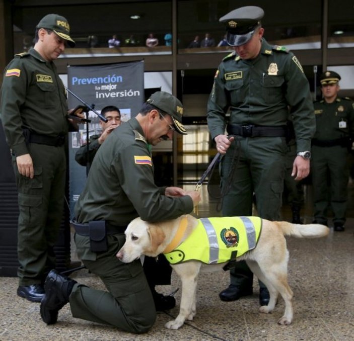 Suç örgütü polis köpeğini öldürene 70 bin dolar vadetti