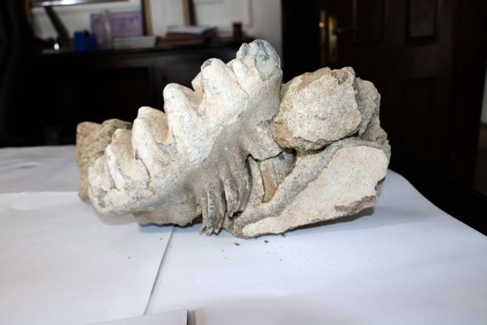 Yozgat'ta 9 milyon yıllık mamut fosili bulundu