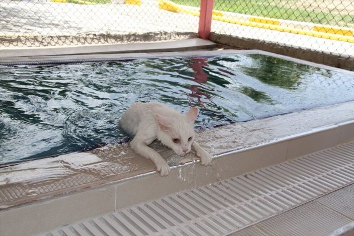 Van kedileri havuzu sevdi