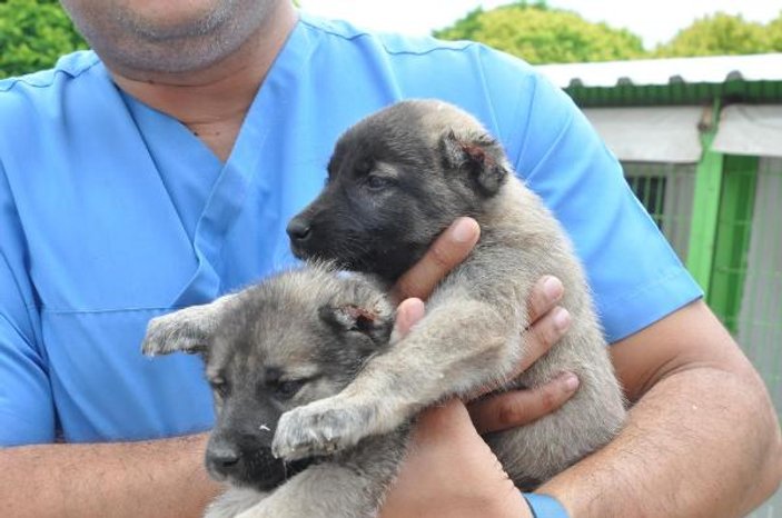 Kulakları kesilen 8 yavru köpek barınağa bırakıldı