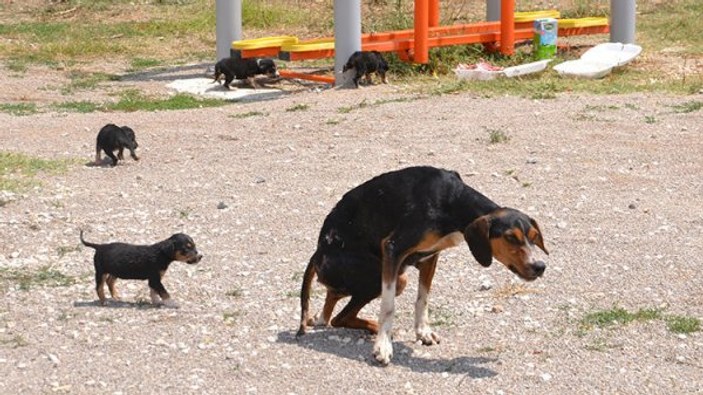 Köpek yavruları yaralı annelerinin başından ayrılmadı