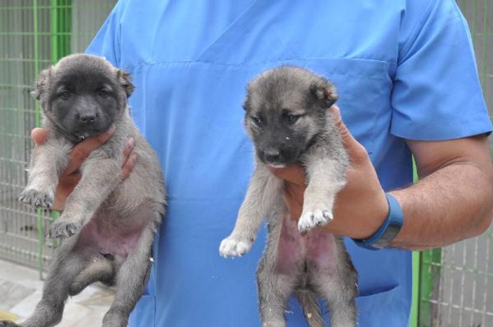 Kulakları kesilen 8 yavru köpek barınağa bırakıldı