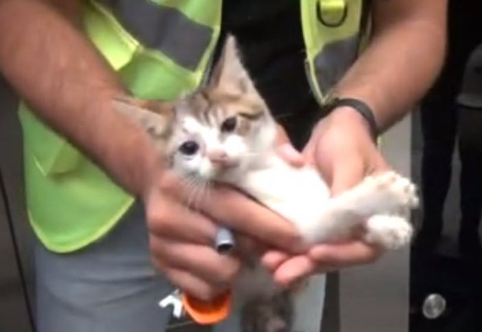 Taksim Metrosu asansöründe mahsur kalan kedi kurtarıldı