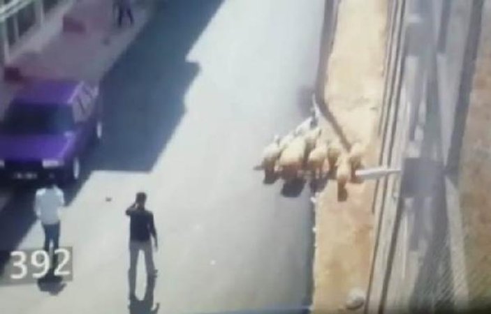 Mardin'de çalınan 10 küçükbaşı polis buldu