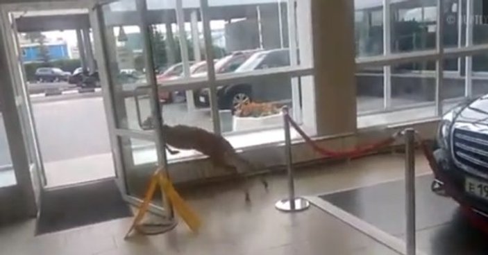 Otomobil galerisine giren yavru geyik camı kırarak kaçtı