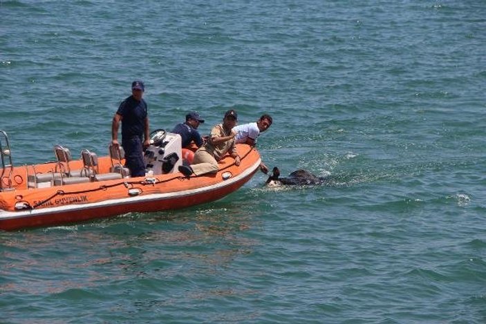 Samsun'da kaçan angus 1 kişiyi yaralayıp denize atladı