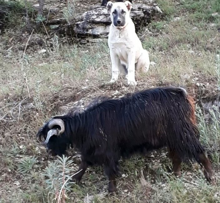 Erzincan'da kaybolan keçileri yavru kangal getirdi