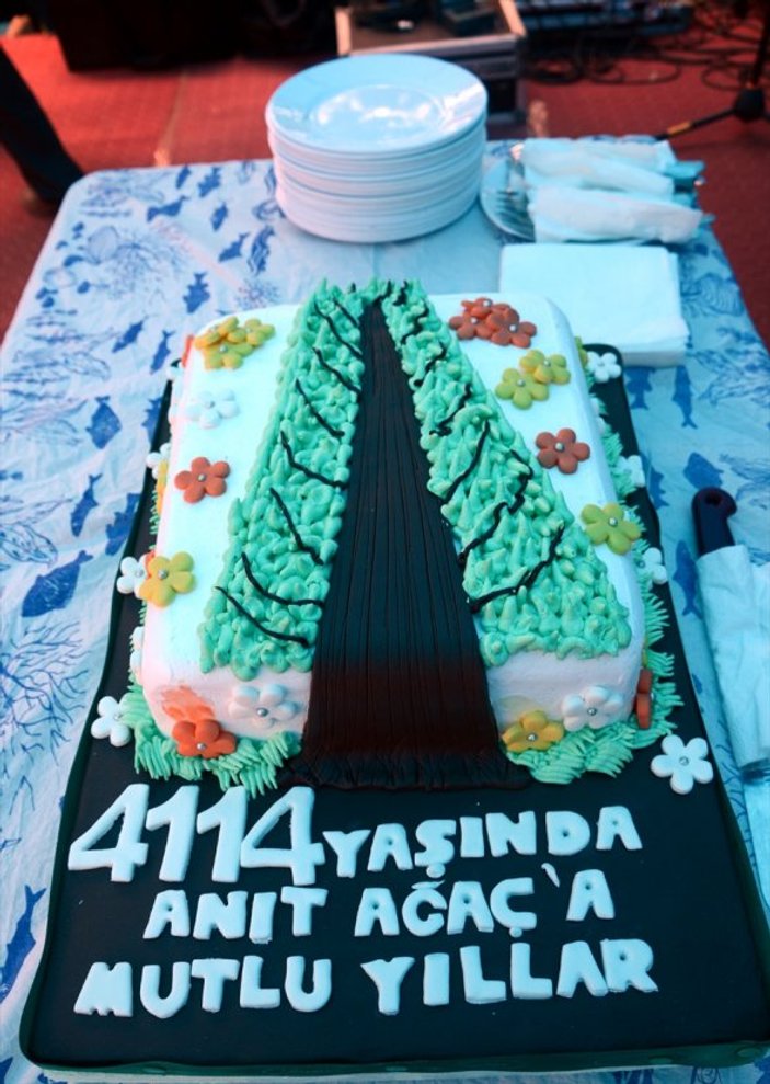 Dünyanın en yaşlı porsuk ağacına doğum günü pastası