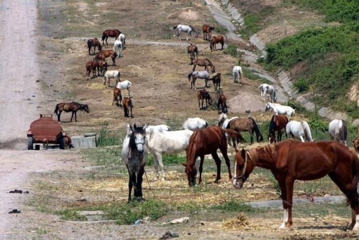 Beykoz'daki 222 at geldikleri şehirlere gönderilecek