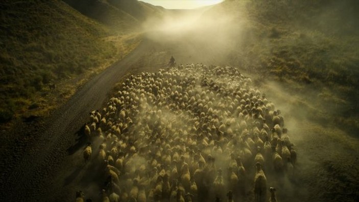 Koyunların tozlu yolculuğu