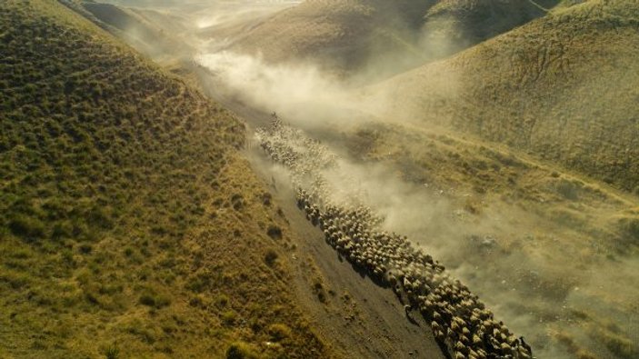 Koyunların tozlu yolculuğu