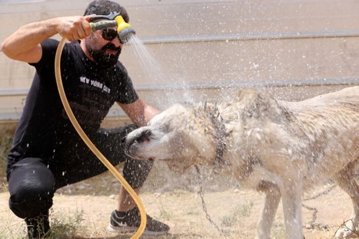Yaz sıcağında Kangal köpeklerine buzlu süt veriliyor