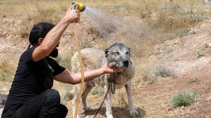 Yaz sıcağında Kangal köpeklerine buzlu süt veriliyor