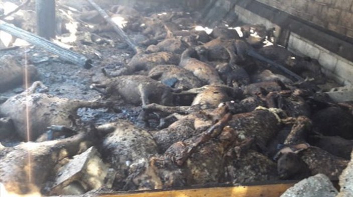Siirt'te yangın faciası: 110 koyun telef oldu