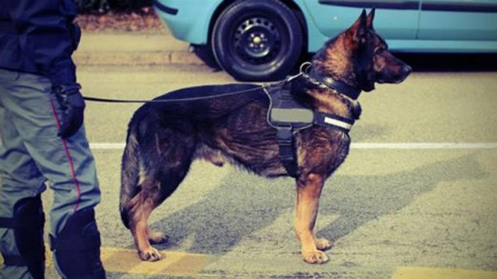 Kolombiya'daki karteller narkotik köpeğinin peşinde