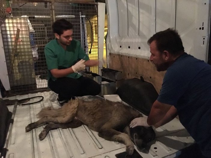 Bursa'da çuval içinde bulunan köpek kurtarıldı