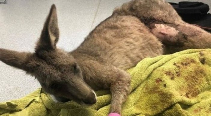 Camı kırarak eve giren kanguru kendini yaraladı