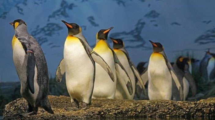 Kral penguenlerinin sayısında büyük düşüş