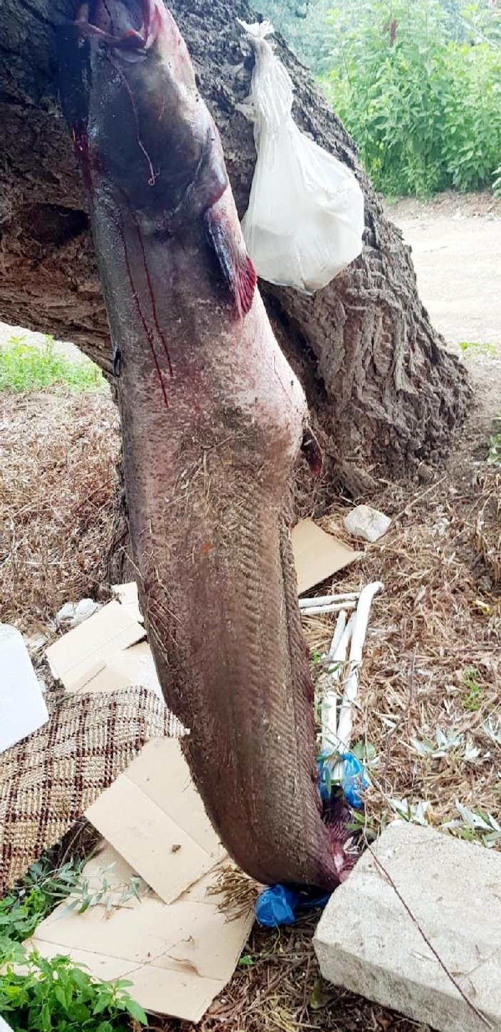 İznik Gölü'nde 2 metre boyunda yayın balığı yakalandı