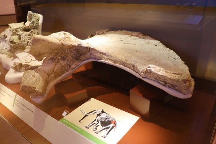 Güney fili fosili tüm parçalarıyla tamamlanmayı bekliyor
