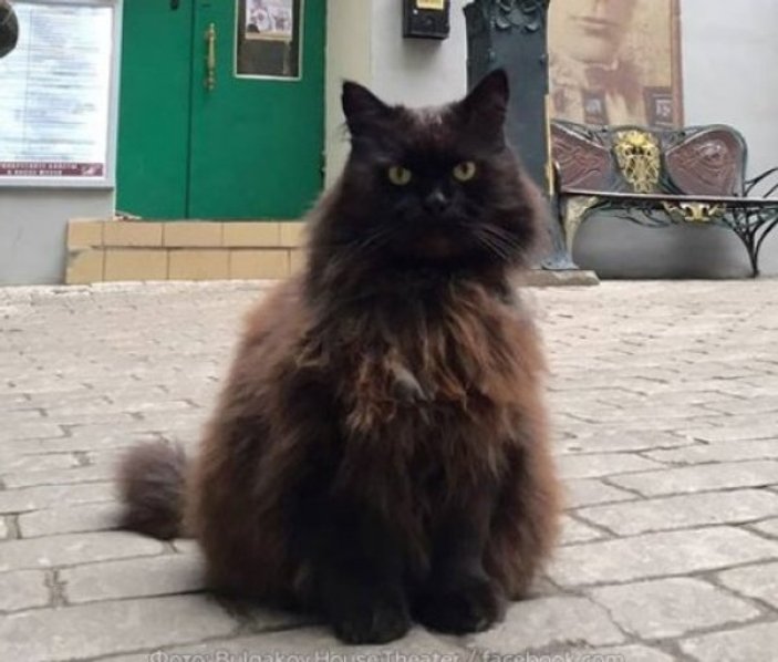 Moskova'da müzeden kedi çalındı