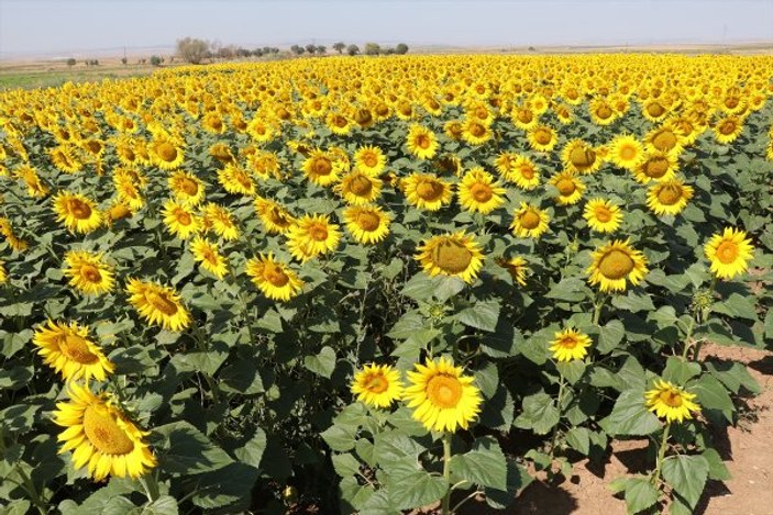 Yozgat'ta ayçiçeği ekimi yaygınlaşıyor