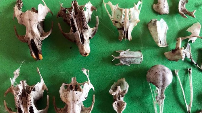 Topraktaki kemikleri koleksiyon yapan veteriner