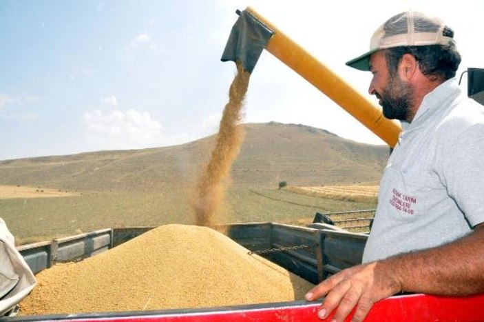 Tatvan’da ilk kinoa hasadı yapıldı